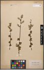 Foto von Salix caprea L. x Salix nigricans Sm.